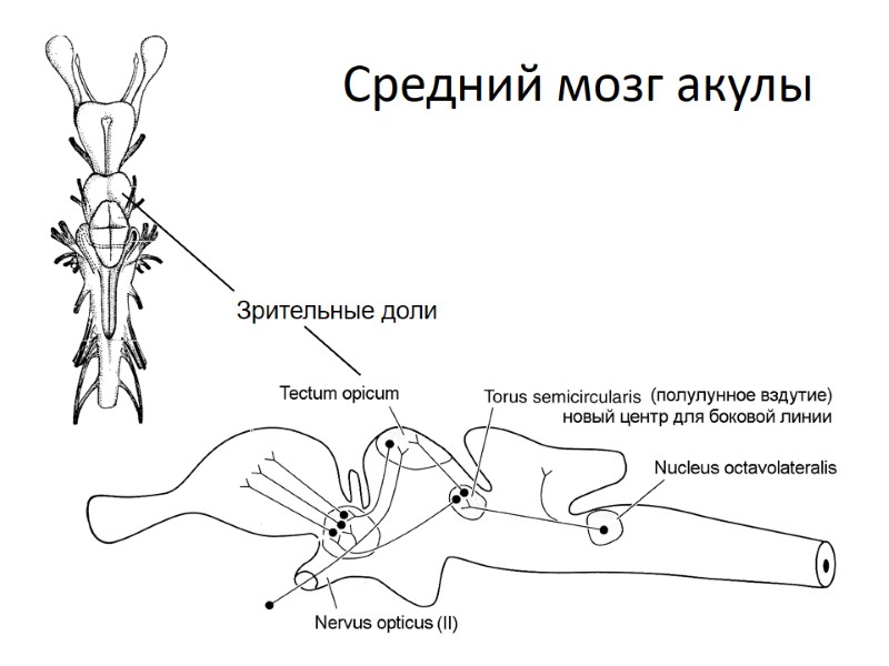 Средний мозг акулы Зрительные доли